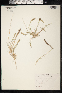 Image of Phalaris muricata
