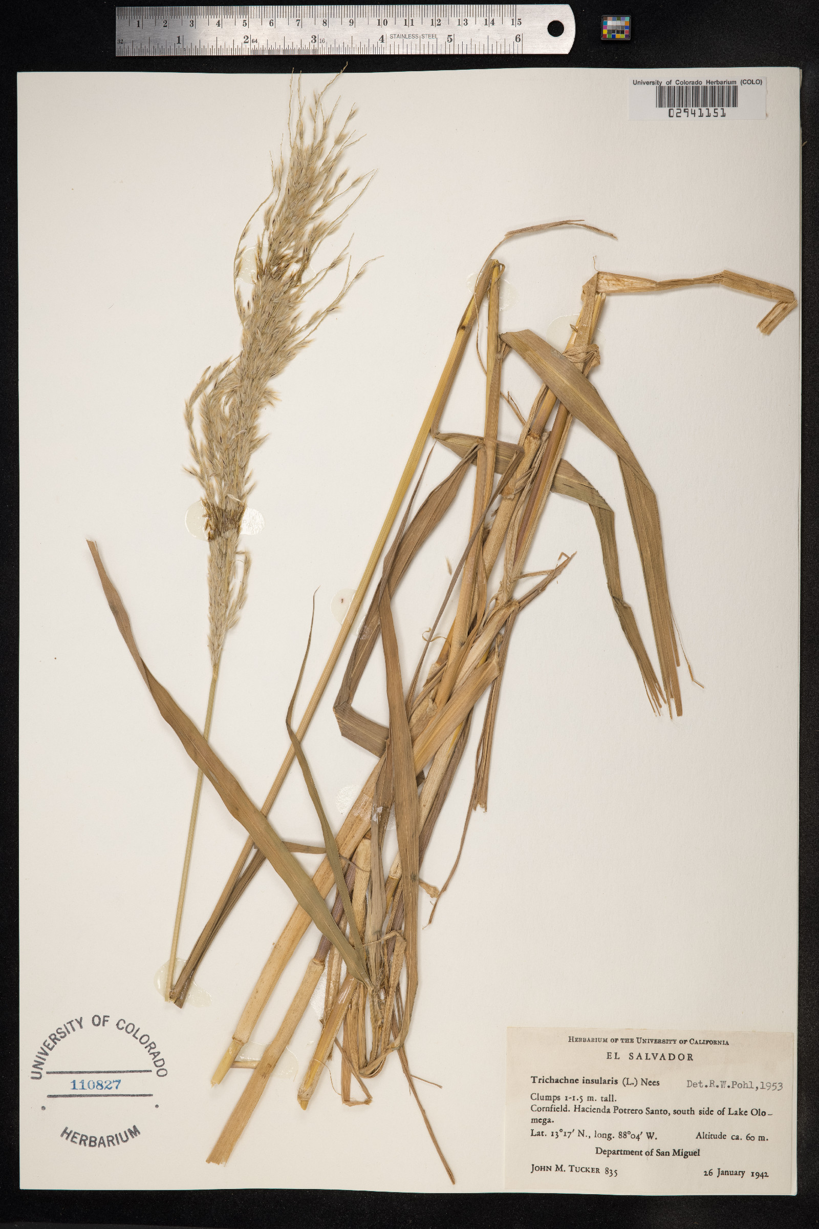 Sorghastrum nutans image