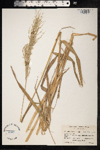 Sorghastrum nutans image