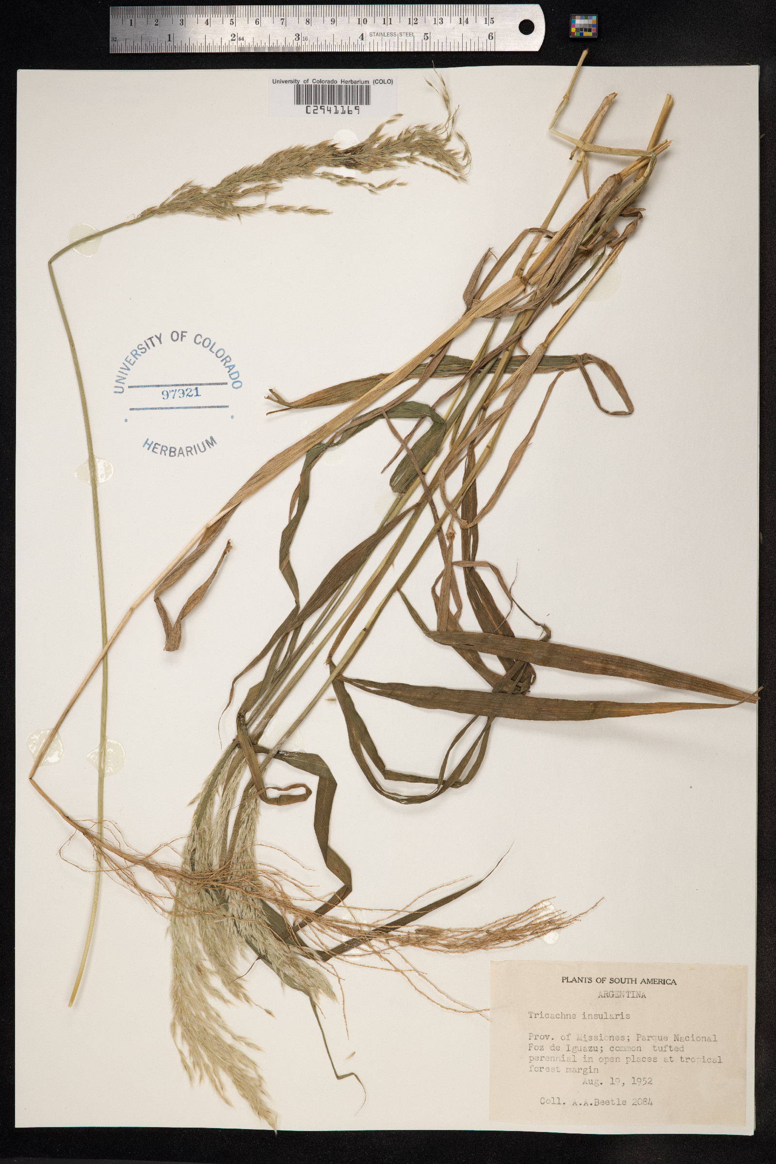 Sorghastrum nutans image
