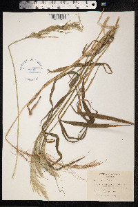 Sorghastrum nutans image