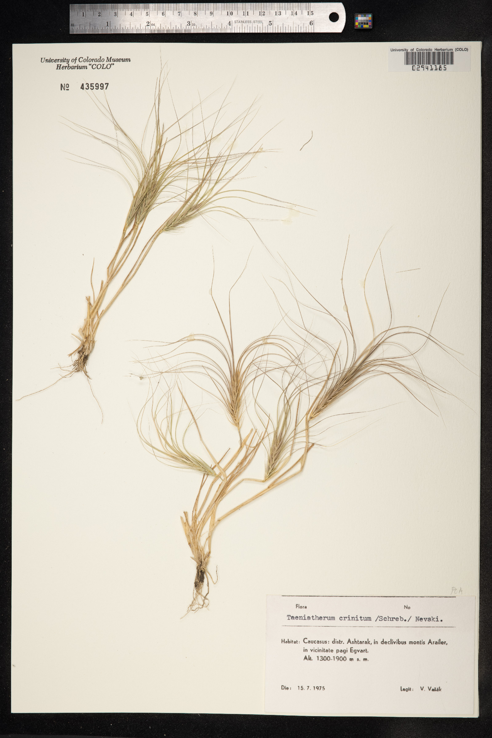 Taeniatherum caput-medusae var. crinitum image