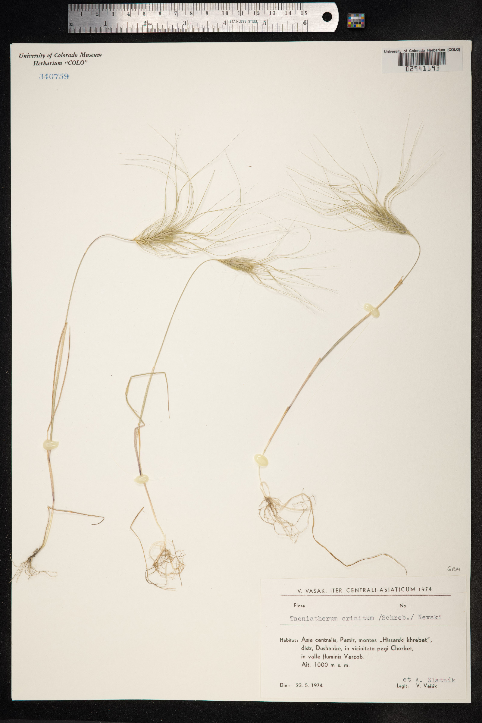 Taeniatherum caput-medusae var. crinitum image