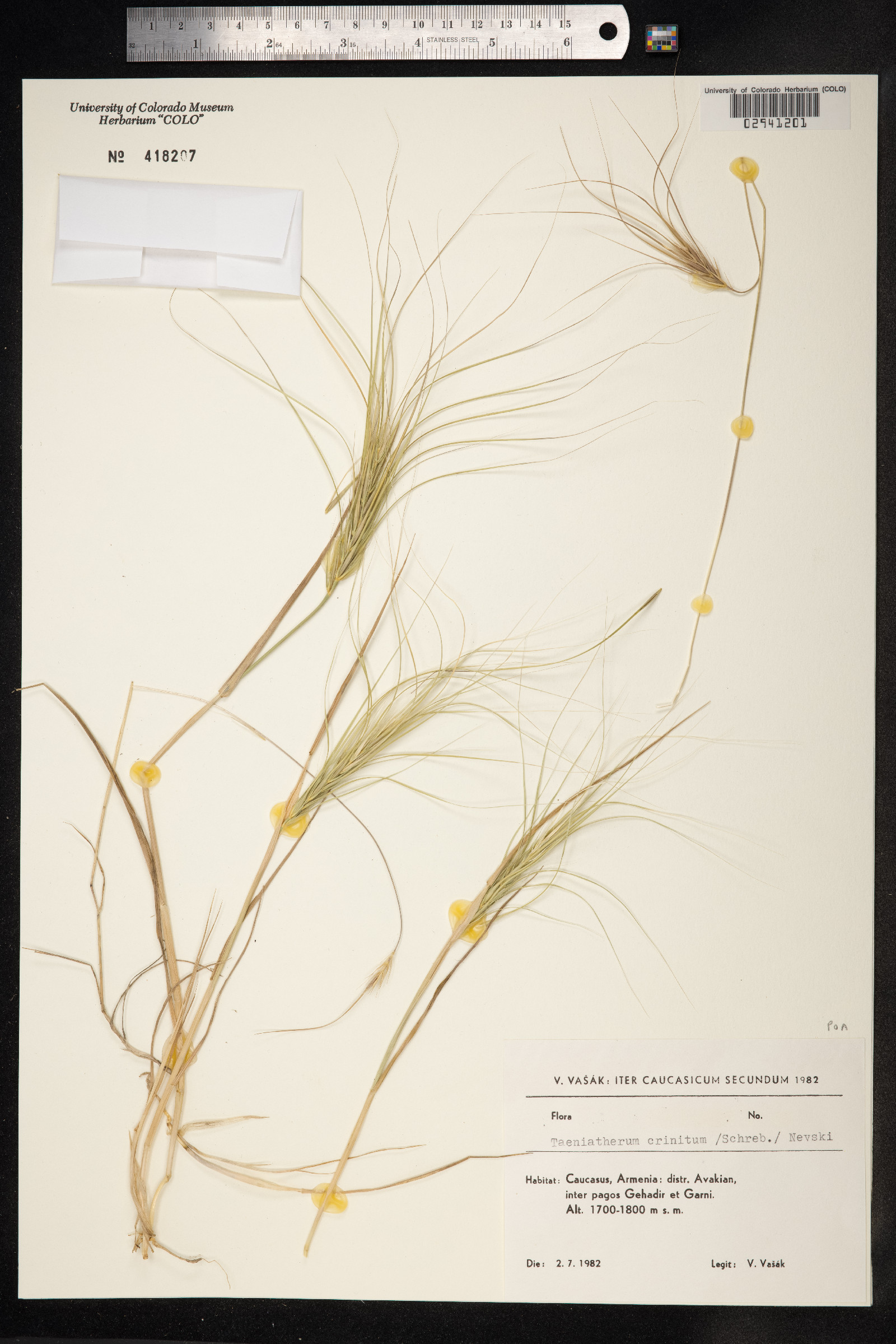 Taeniatherum caput-medusae var. crinitum image
