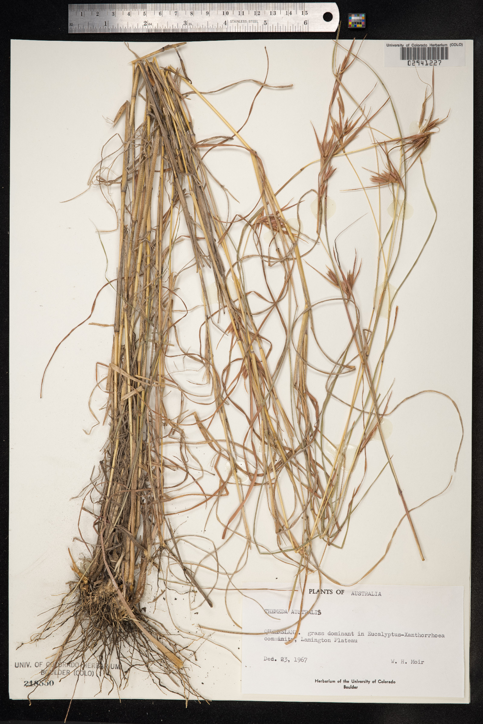 Themeda australis image