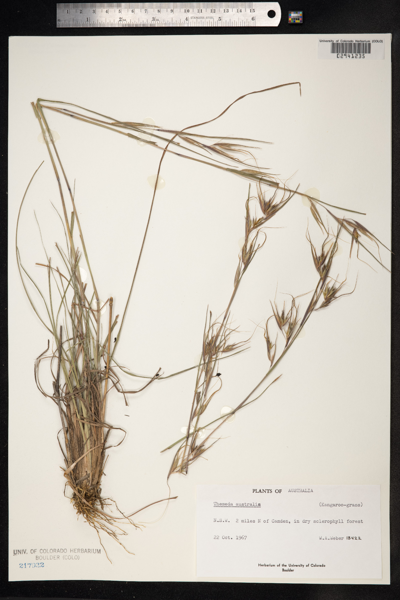 Themeda australis image