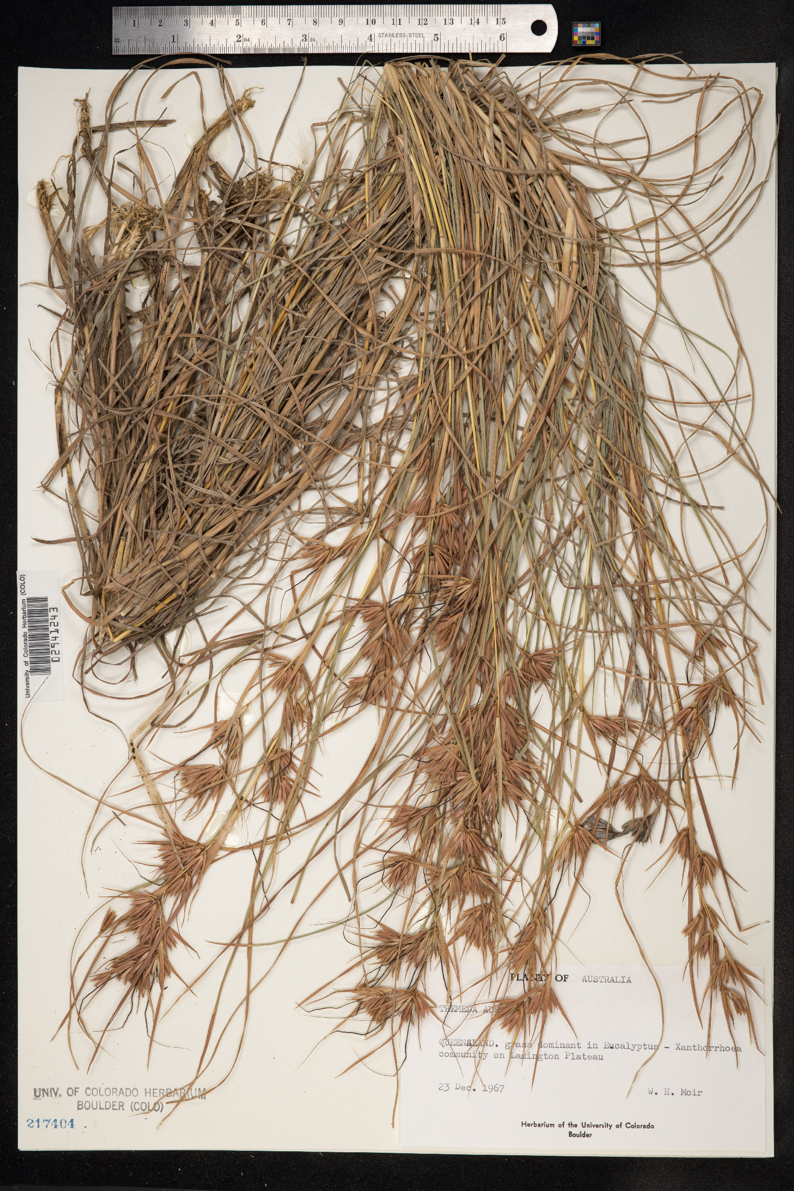Themeda australis image