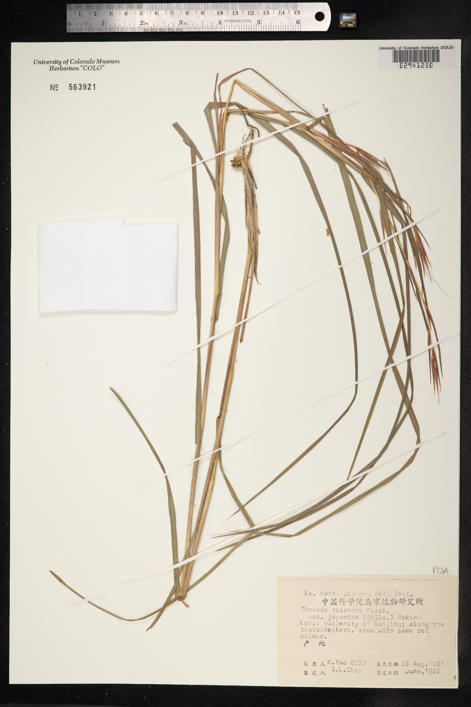 Themeda triandra image