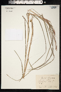 Image of Themeda triandra