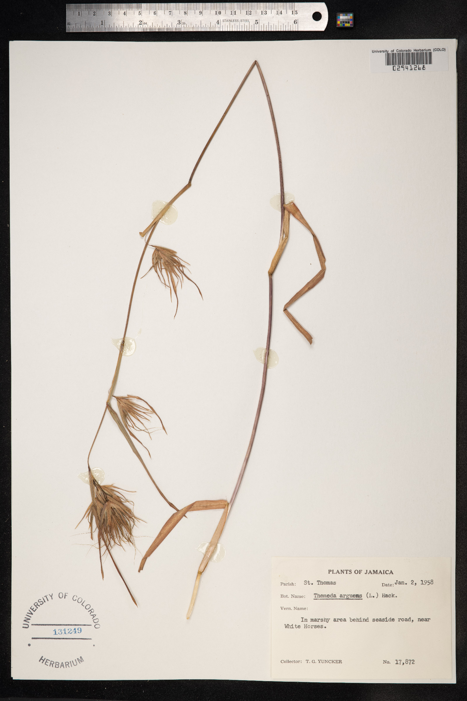 Themeda arguens image