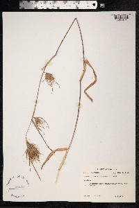 Themeda arguens image