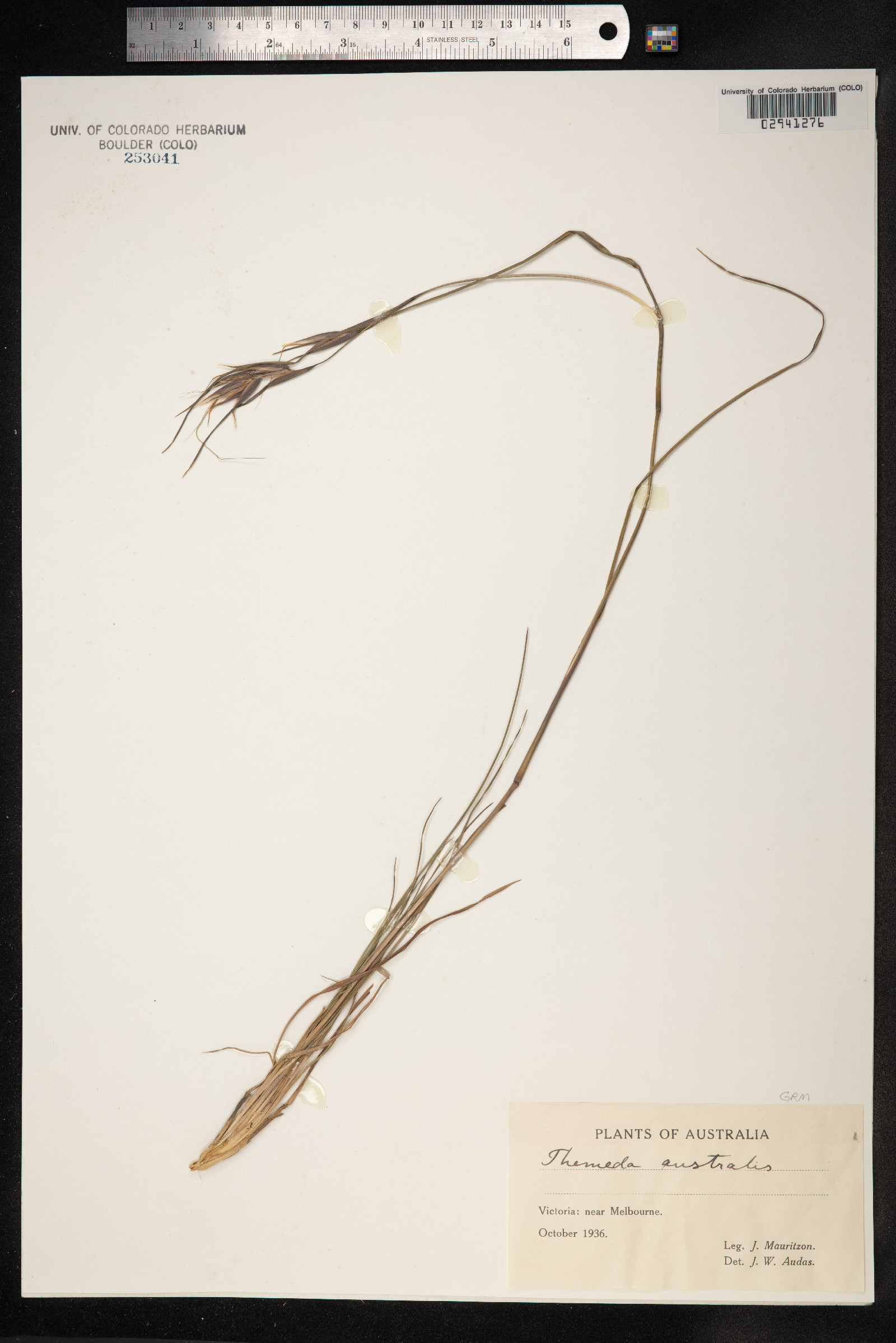 Themeda image