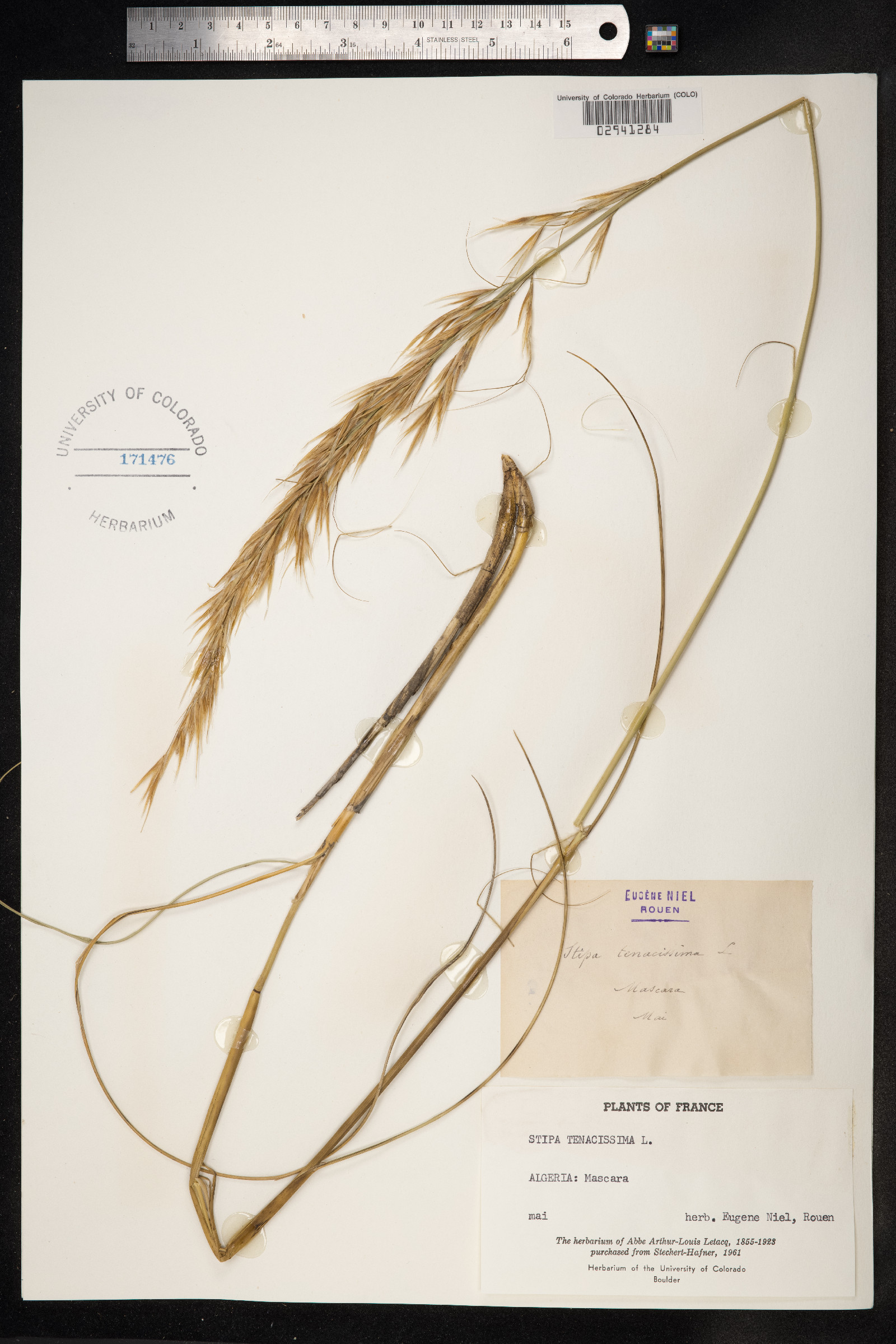 Macrochloa tenacissima image