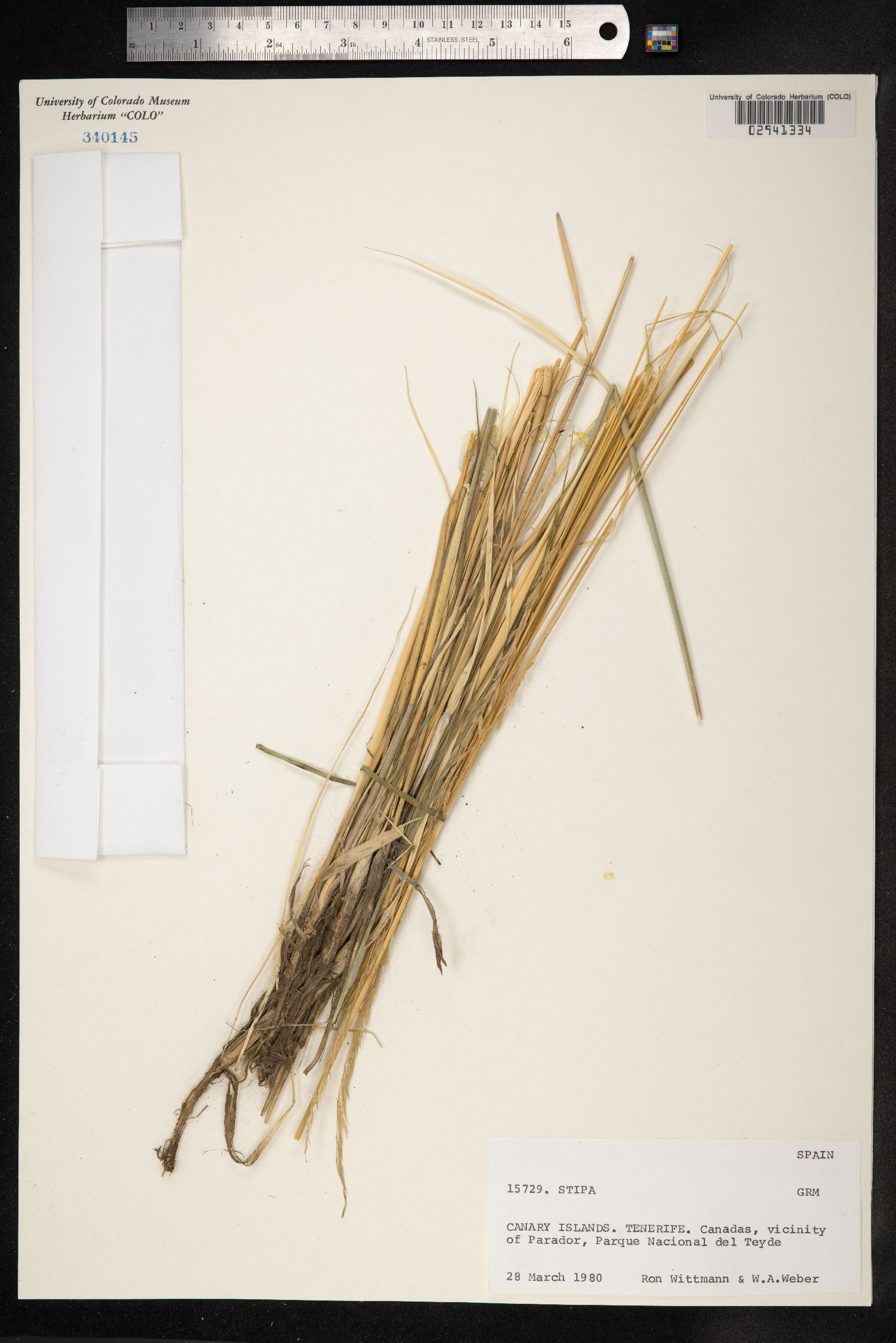 Stipa image