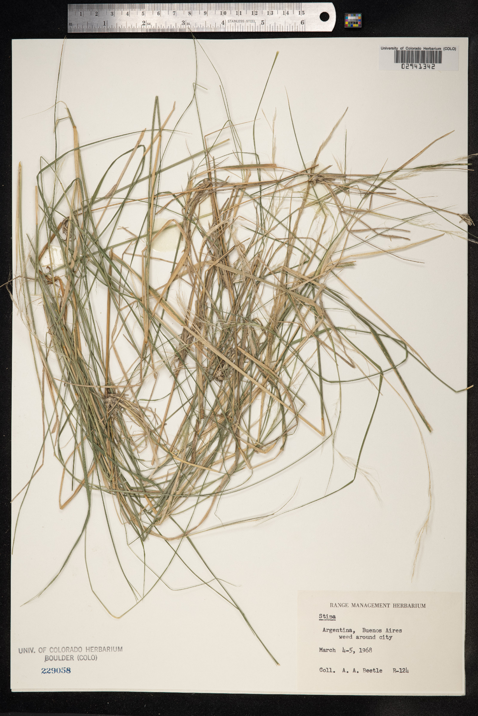 Stipa image