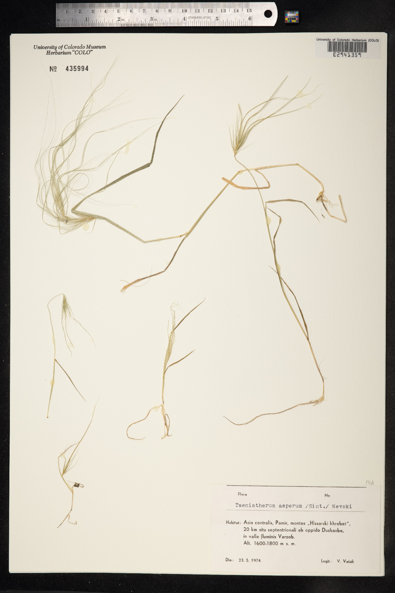Taeniatherum caput-medusae image