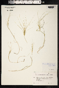 Taeniatherum caput-medusae image