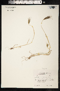 Taeniatherum caput-medusae image