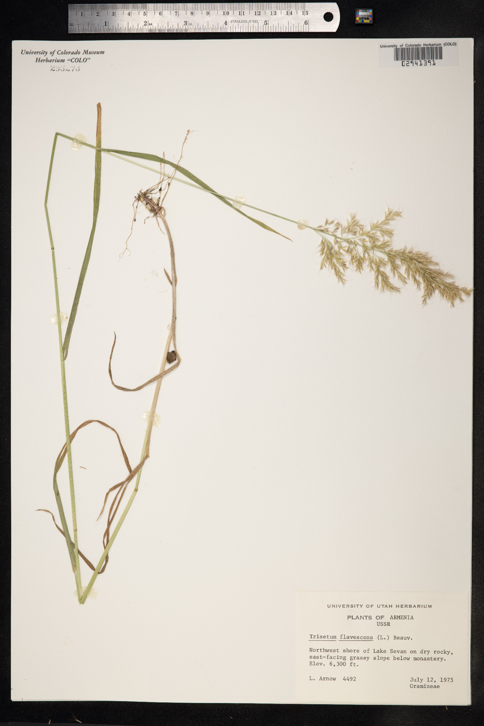 Trisetum flavescens image
