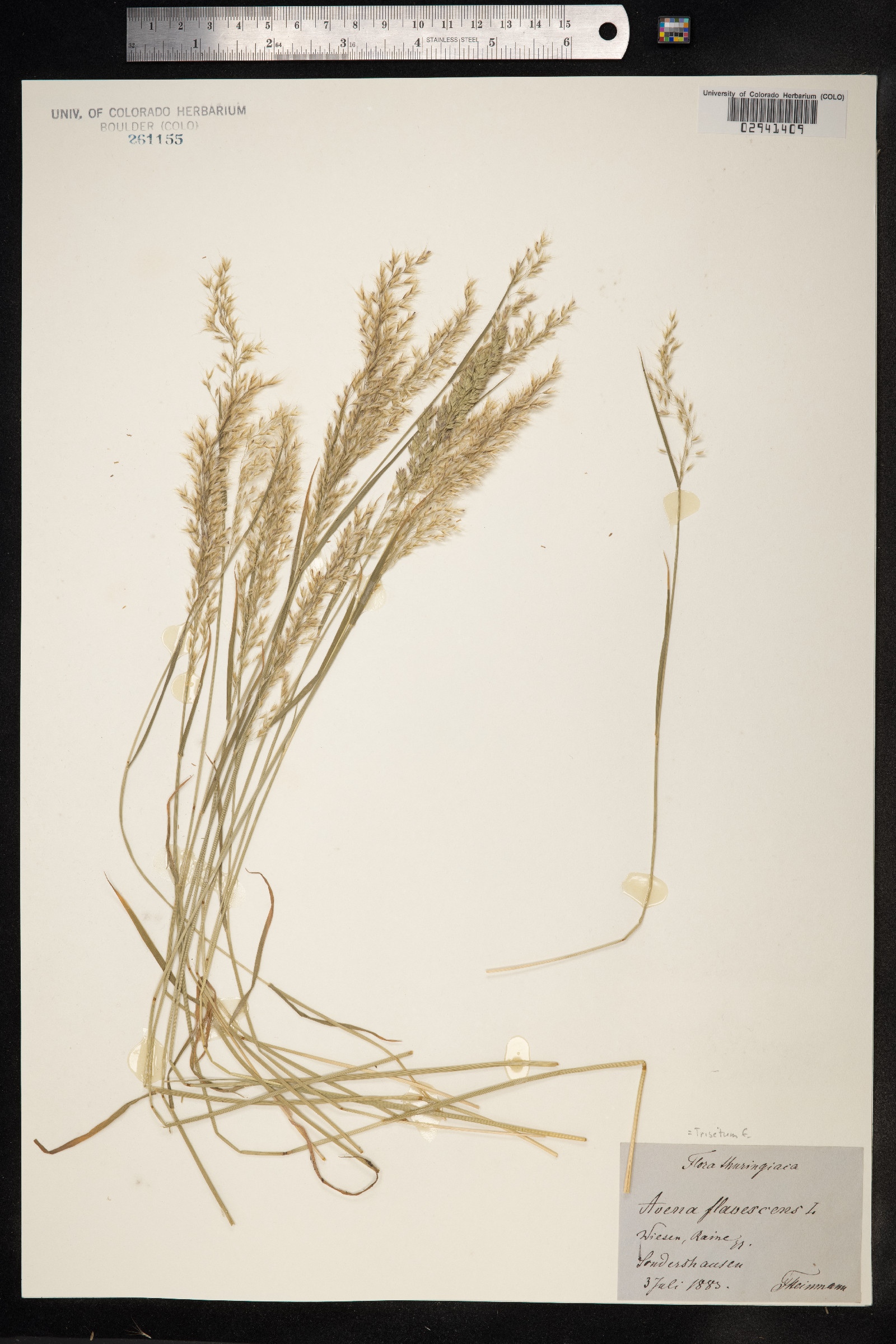 Trisetum flavescens image