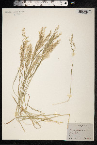 Trisetum flavescens image