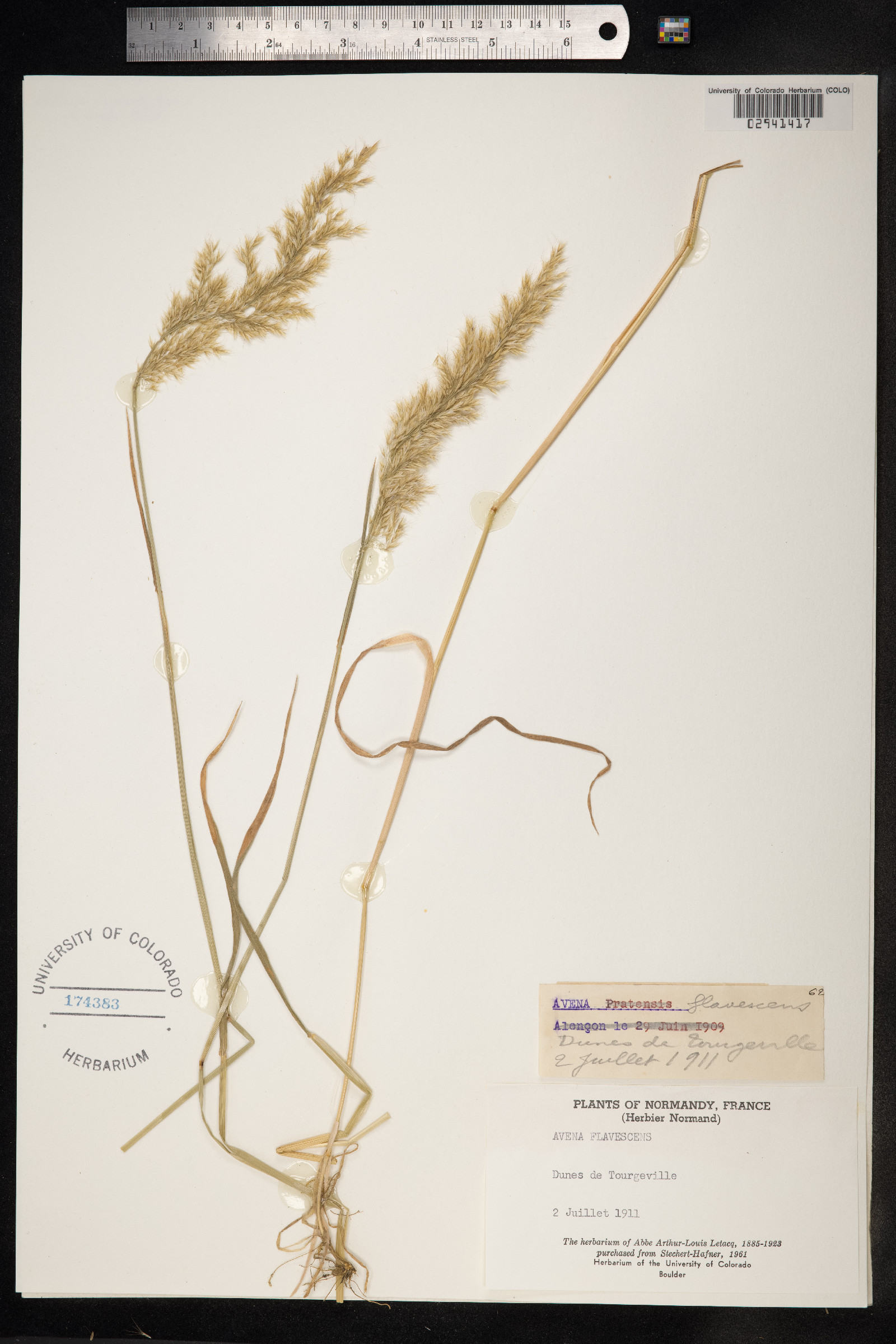 Trisetum flavescens image