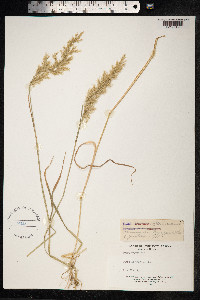 Trisetum flavescens image