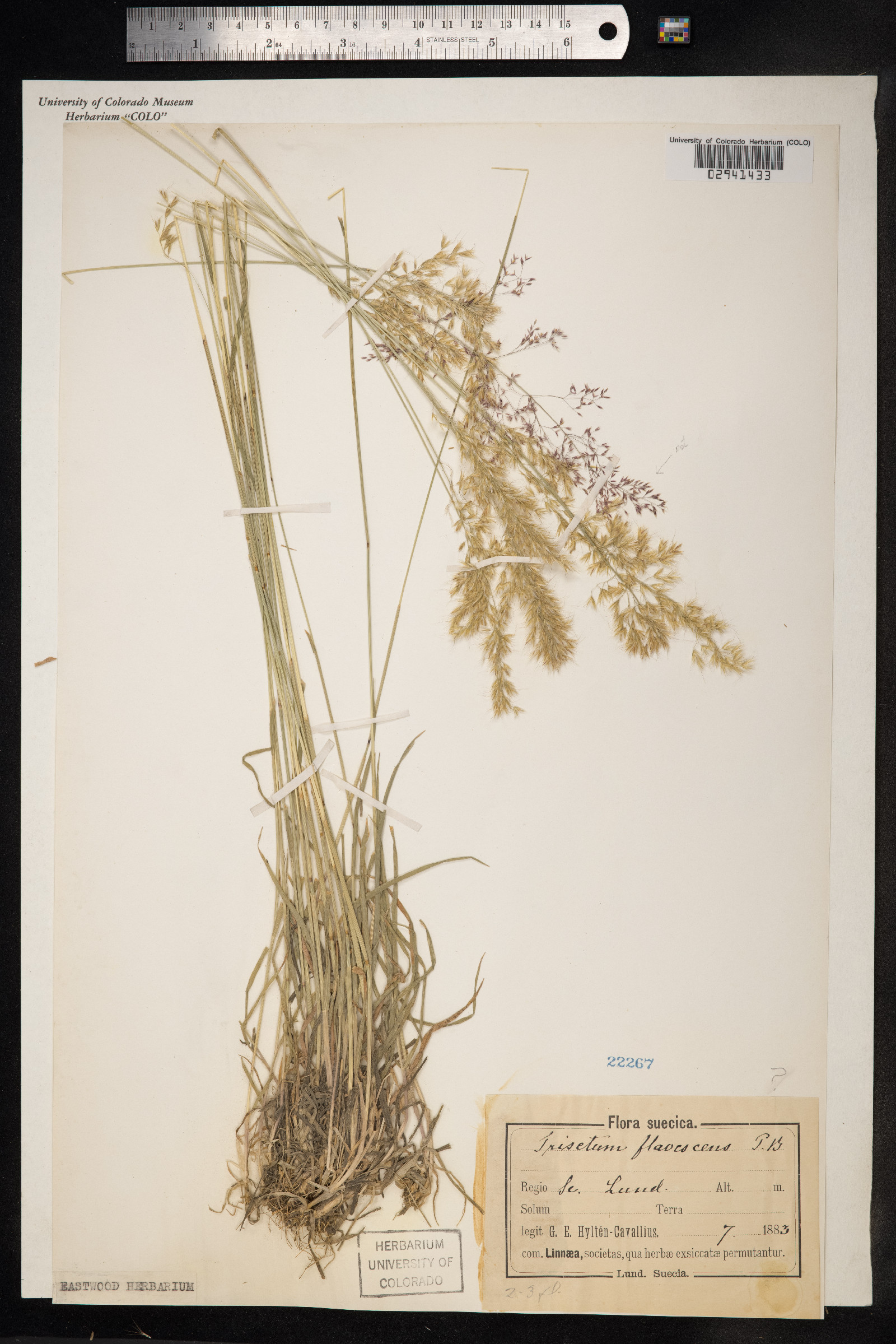 Trisetum flavescens image