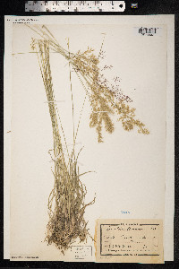Trisetum flavescens image