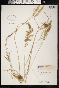 Trisetum flavescens image