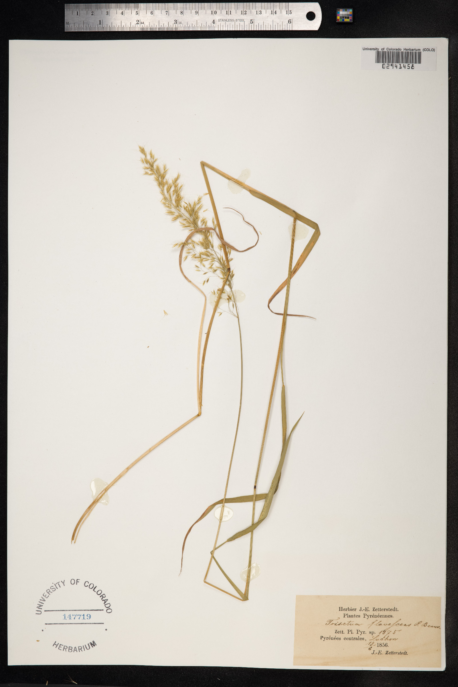 Trisetum flavescens image