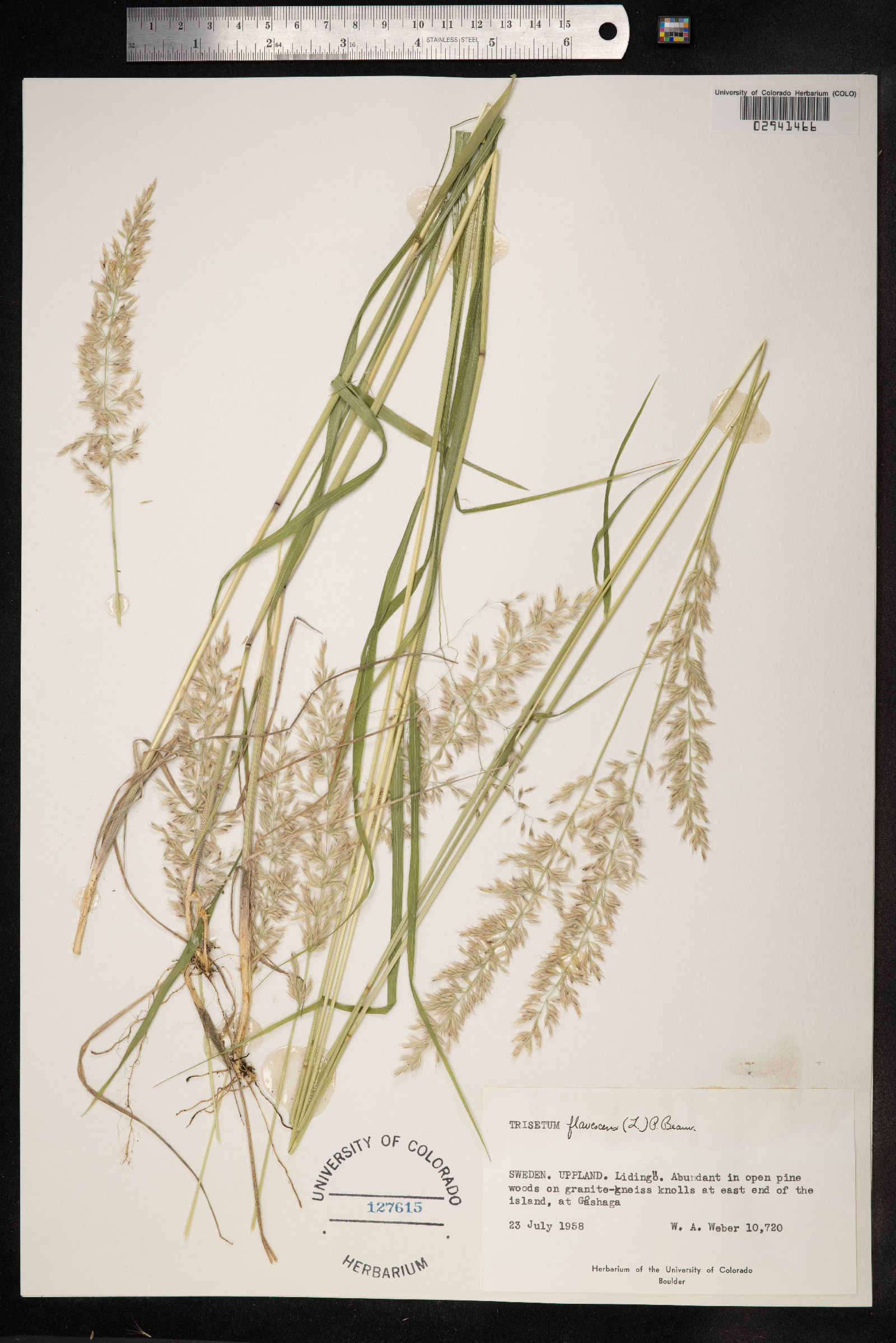 Trisetum flavescens image