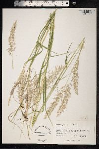 Trisetum flavescens image