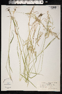 Trisetum flavescens image