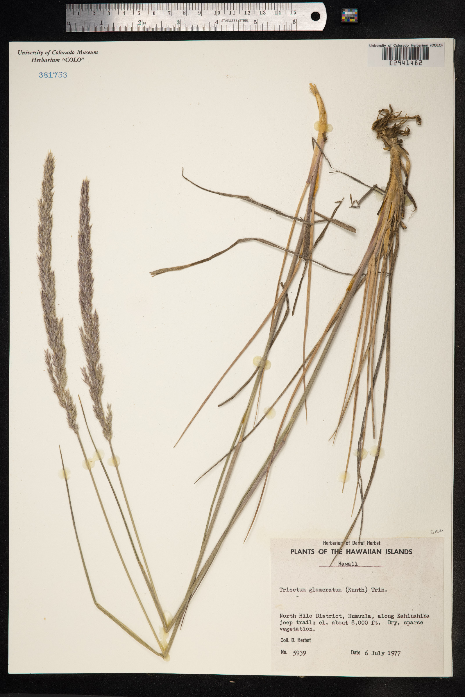 Trisetum glomeratum image