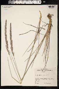 Trisetum glomeratum image