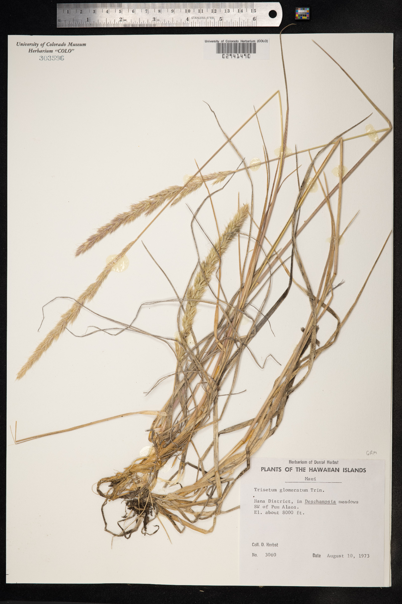 Trisetum glomeratum image