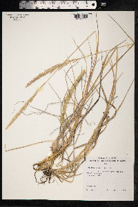 Trisetum glomeratum image