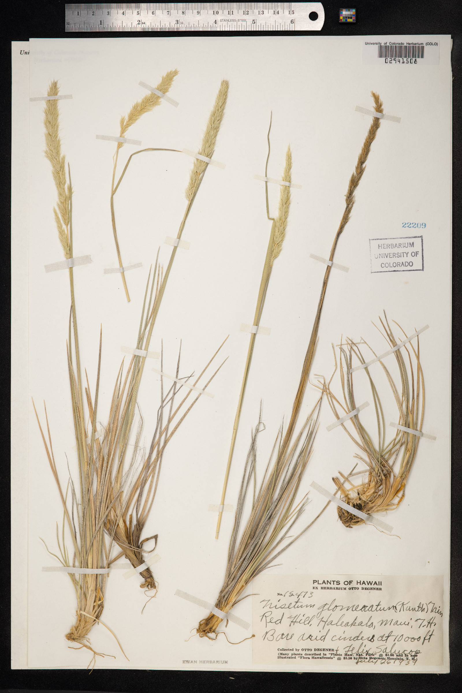 Trisetum glomeratum image