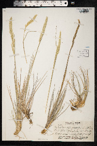 Image of Trisetum glomeratum