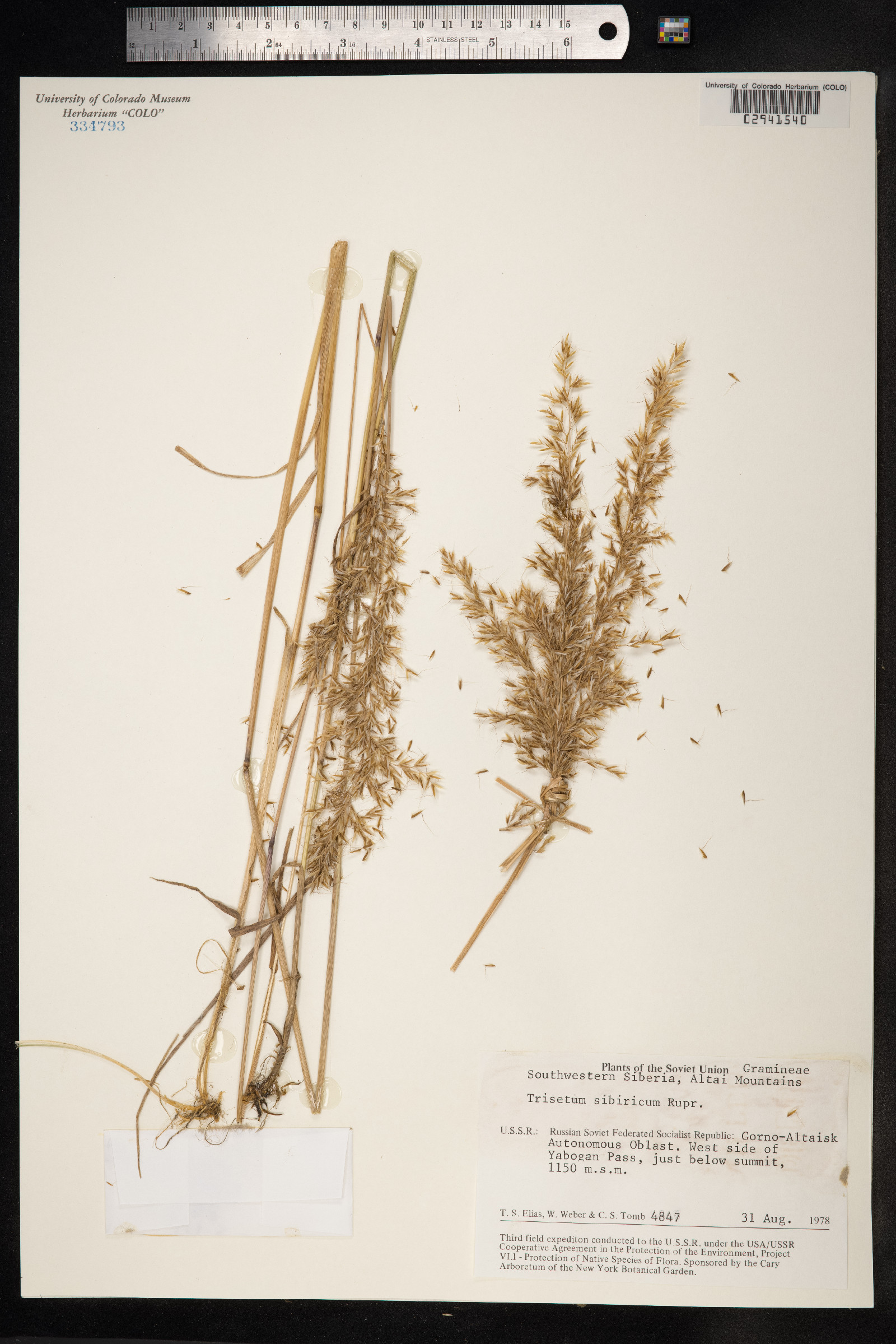 Trisetum sibiricum image