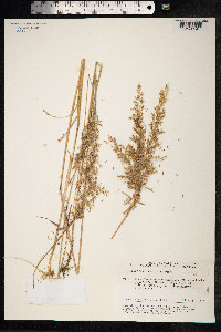Trisetum sibiricum image