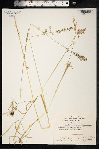 Trisetum sibiricum image