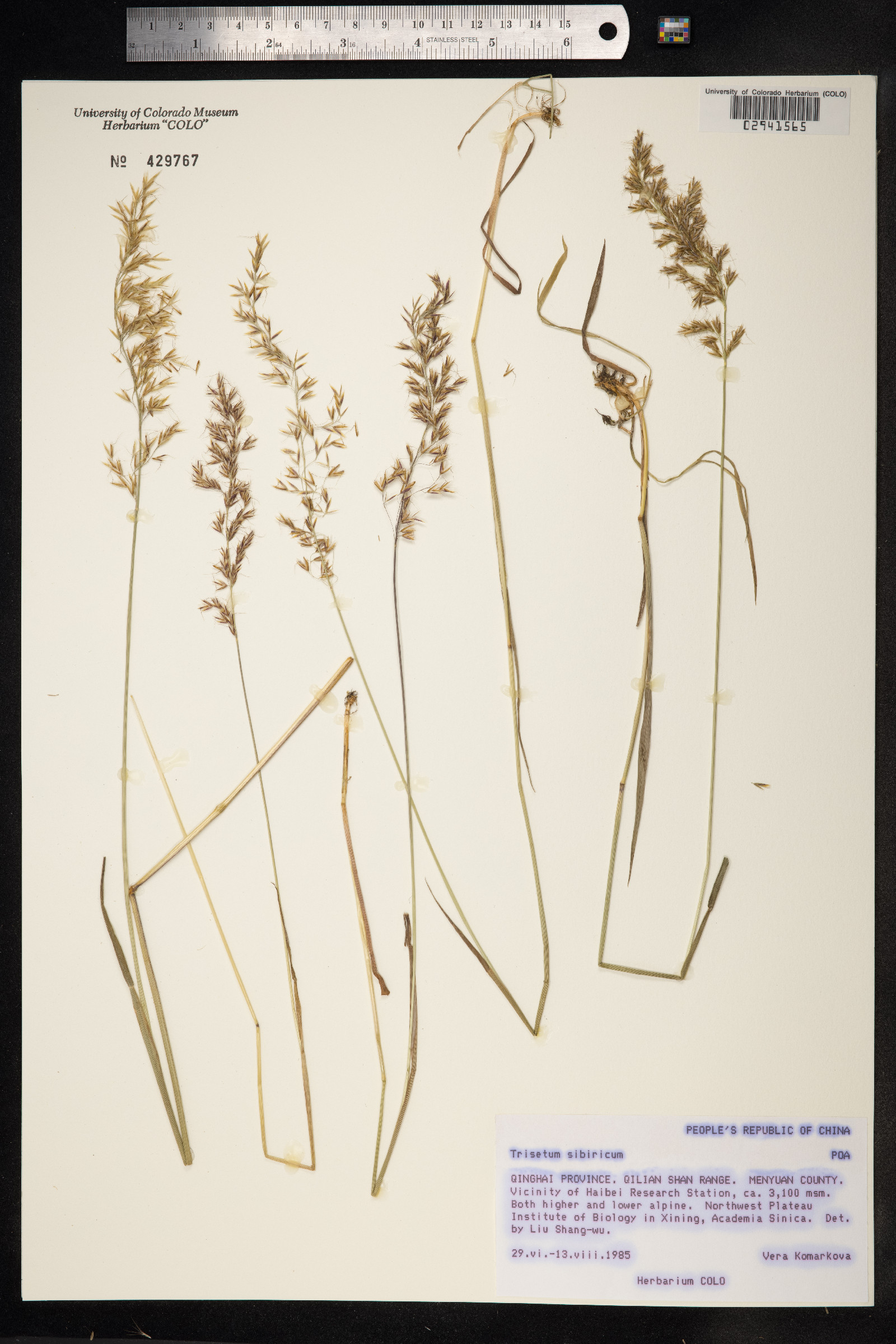 Trisetum sibiricum image