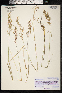 Trisetum sibiricum image
