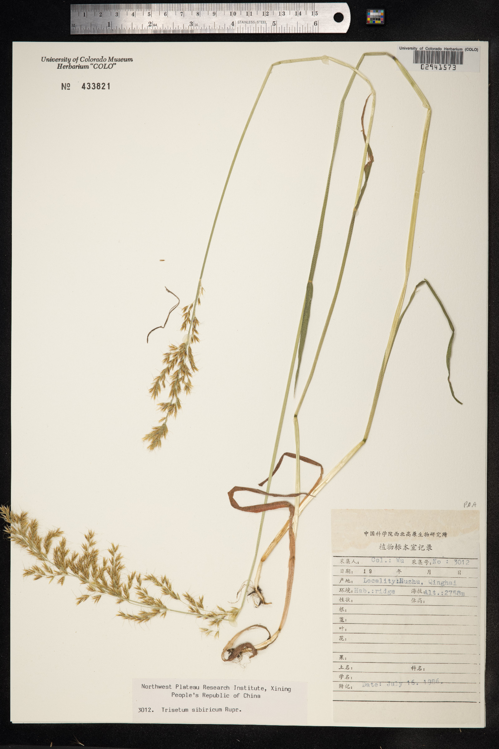 Trisetum sibiricum image