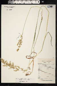 Trisetum sibiricum image