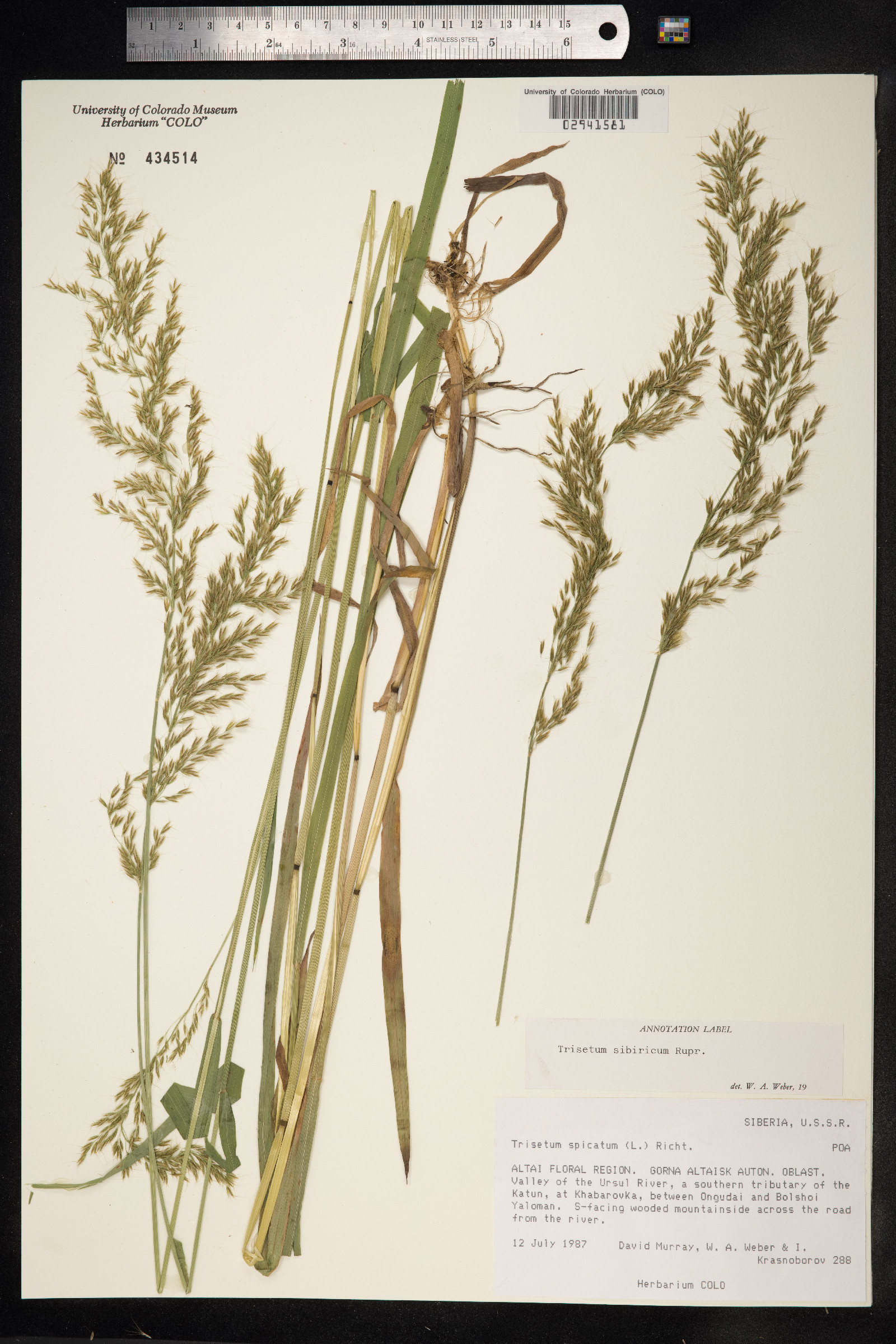 Trisetum sibiricum image