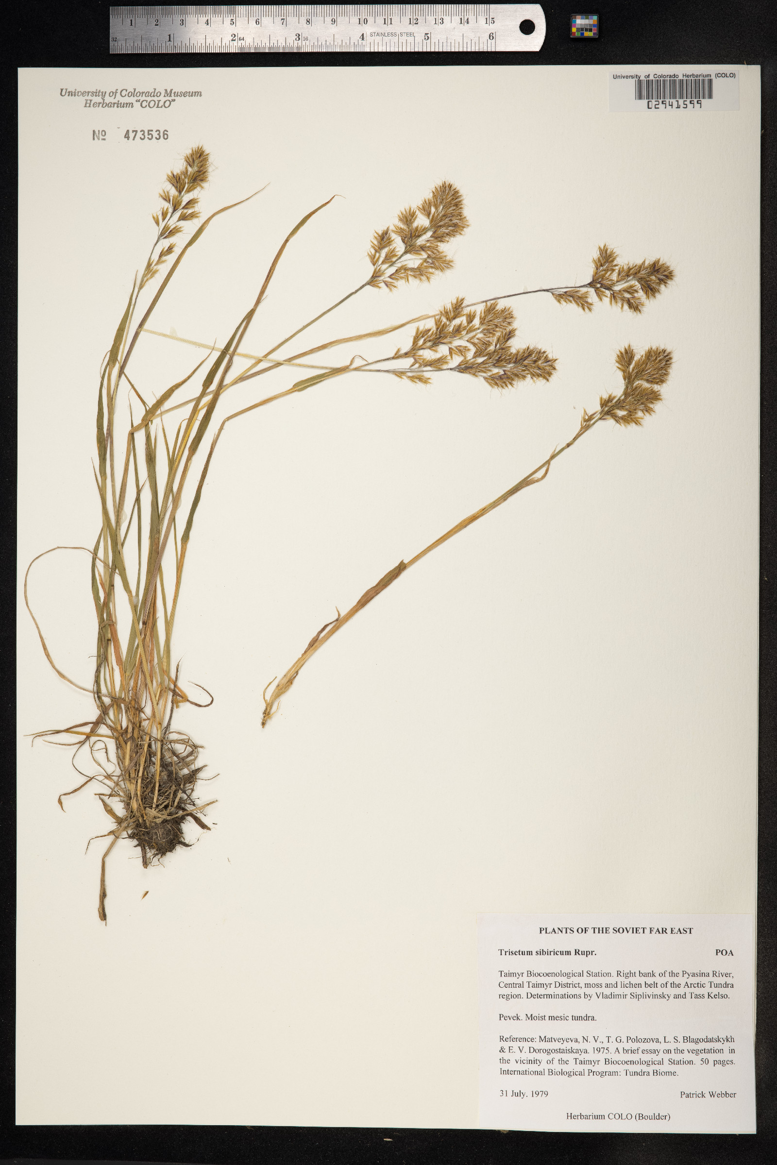 Trisetum sibiricum image