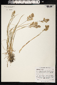 Trisetum sibiricum image